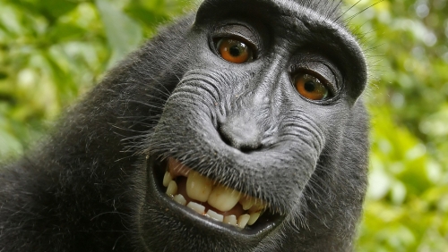 kepala